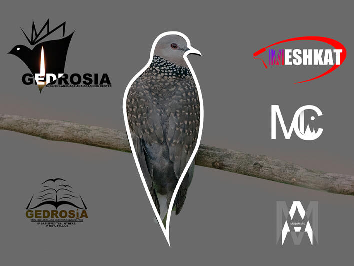 Logo and Vector Tracing